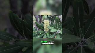 Attract Birds with Coast Banksia’s Stunning Yellow Flowers [upl. by Lila728]