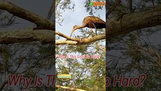 Adorable Limpkin Peels and Pokes at a Tree🐦 [upl. by Saimon]