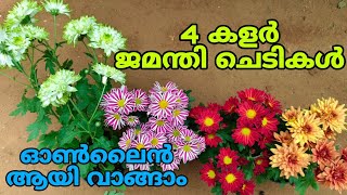 🥰🌼💐 4 കളർ ജമന്തി ചെടികൾ പൂവോടുകൂടി വാങ്ങാം ഓൺലൈനായി garden reels gardening [upl. by Akinak]