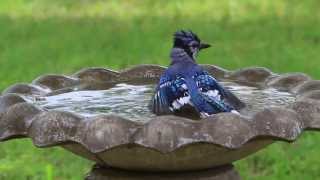 Blue Jay Bird Bath [upl. by Tedder]