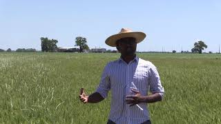 Managing Italian Ryegrass with IWM [upl. by Justino781]