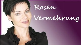 Rosenvermehrung durch Stecklinge  Rosen vermehren  Anleitung Rosenstecklinge  Tutorial [upl. by Boyt270]