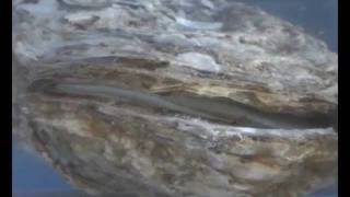 Hatchery Spawning by Thermal Shock of the American Oyster 0910wmv [upl. by Ardnasirk]