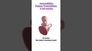 Week by week fetal development pregnany week drtanya [upl. by Olenolin]