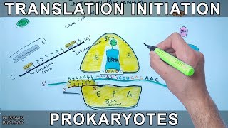 Translation Initiation in Prokaryotes [upl. by Fitz]