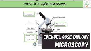 Edexcel GCSE Biology  Microscopy [upl. by Llenrev]