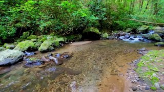 Peacefull stream river sounds Relaxing Calm River Sounds for nerves for the heart and blood vessels [upl. by Oravla]