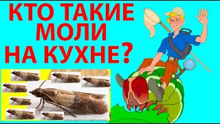 ПРО МОЛЕЙ НА КУХНЕ В ШКАФУ И НА ОДЕЖДЕ ОТКУДА МОЛИ БЕРУТСЯ ЧТО ЕДЯТ И КАК ИЗБАВИТЬСЯ [upl. by Yluj]