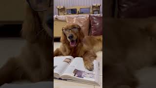 Test goldenretriever viralvideo trending funny fun shorts shortvideos comedy dogdoglover [upl. by Asiilanna543]