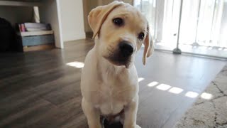 Top 10 Funniest Labrador Moments [upl. by Leroi]