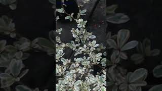 Rhamnus Alaternus Variegata variegata variegated 👓⛳🧩🔑💰💸🌿 [upl. by Cirted]