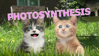 23  Cats Chat about Photosynthesis among other things Rathergood Chat podcast [upl. by Anaujal]