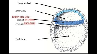 Formation of Embryonic disc  Bilaminar Germ disc [upl. by Millman]