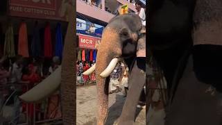 Watching an Elephant Parade in Kerala temple  India [upl. by Holloway]