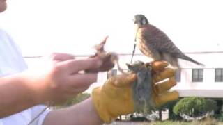 2010 American Kestrel Hunting Falconry Day 2 [upl. by Riti]