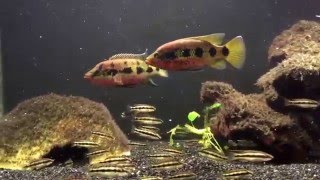 Hemichromis Fasciatus pair update August 2015 [upl. by Leclair]