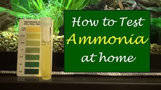 How to Test Aquarium Water For Ammonia  API Liquid Test Kit [upl. by Lymn]