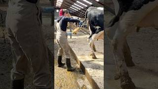 ✂️🐄 Tail Trimming 101 Farm Girl’s Top Tips for Keeping Cows Healthy [upl. by Diad627]