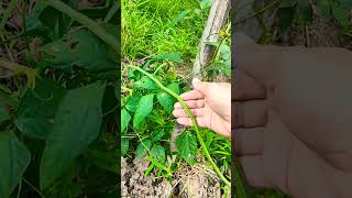 string beans🧑‍🌾 farming simplelifeintheprovince stringbeans [upl. by Akinet]