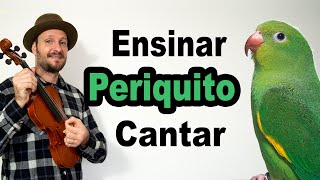 como ensinar periquito a falar  como ensinar periquito a cantar e assobiar [upl. by Stein]