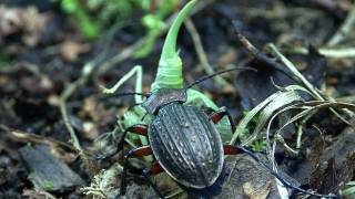 Carabus cancellatus 2 [upl. by Joeann160]