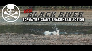 Topwater Heavy Cover Giant Snakehead Action with New BONE Black River [upl. by Portugal714]