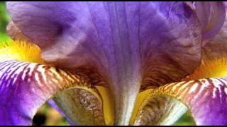 Macro and Close up Photography of Flowers [upl. by Goldina]