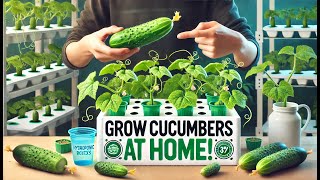 Grow Hydroponic Cucumbers at Home Simple amp Effective Tips for Fresh Cucumbers [upl. by Autry646]