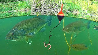 UNDERWATER FISHING Big BASS and Bluegill Catch amp Cook [upl. by Dorolice581]