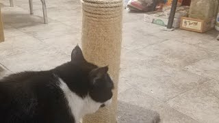 Erica Refurbishing Sisal Cat Scratching Post no glue or staples [upl. by Nreval]