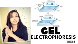 Gel Electrophoresis  Agarose Gel Electrophoresis Lab Procedure [upl. by Soilissav645]