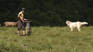 Herdenschutzhunde das richtige Verhalten gegenüber Herdenschutzhunden [upl. by Dorin]