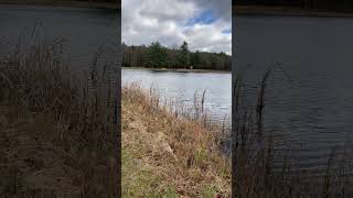 Chilling By The Sportsman Pond earthchansociety nature naturephotography [upl. by Ennaed]