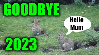 Dont Miss Out on the Epic Rabbit Bashing Extravaganza [upl. by Noivaz]