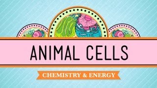 Eukaryopolis  The City of Animal Cells Crash Course Biology 4 [upl. by Akyeluz543]