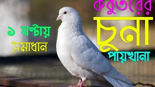 কবুতরের চুনা পায়খানা হলে করনীয় । kobutorerPaikhana । Kobutorer chuna paikhana hole ki korbo [upl. by Luana]