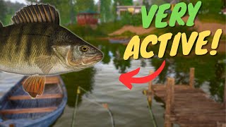 VERY ACTIVE PERCH SPOT IN MOSQUITO LAKE 876 Russian fishing 4 [upl. by Austin]