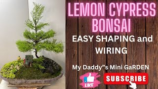 EP 199 viral lemoncypress bonsai viral trending viralvideo mydaddysminigarden [upl. by Dean890]