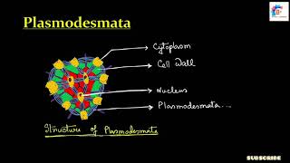 Plasmodesmata in Bengali [upl. by Eohce]