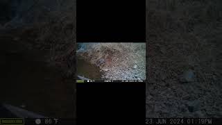 YABAN TAVŞANI LEPUS EUROPAEUS vahşidoğa wildlife drone automobile shortvideo animals wolf [upl. by Schober]