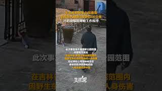 11月19日东北虎豹国家公园通报：老虎伤人地距公园约200公里。如确认为野生东北虎肇事，将立即启动保险理赔程序。 [upl. by Curhan]