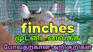 finches bird egg hatching symptoms in tamilfinches முட்டை வைக்க போவதற்கான அறிகுறிகள் [upl. by Jada]