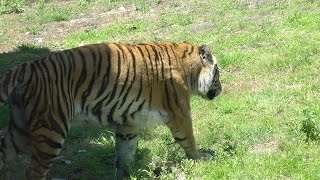 Maharajah Jungle Trek Animal Kingdom Walt Disney World HD 1080p [upl. by Frechette489]