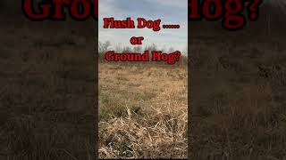 Flush Dog or Ground Hog [upl. by Townie123]