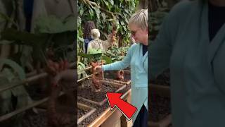 PLANTA QUE GRITA plantas grito natureza nature humor viralvideo harrypotter curiosidades [upl. by Gnouc247]