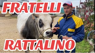 AzFratelli RATTALINO linea VACCA VITELLO INGRASSO MACELLERIA CHIERI TO☎️ 389 592 8715 [upl. by Leasi386]