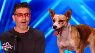 Unforgettable Dog Acts on BGT 🐾🌟 [upl. by Egan]