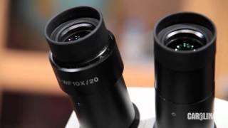 Stereo Microscopes Tips and Tricks [upl. by Lenore]