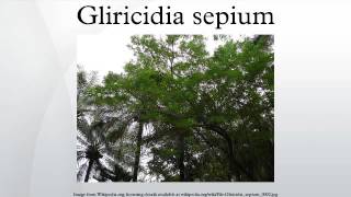 Gliricidia sepium [upl. by Atener]