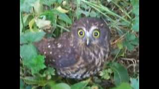 Morepork [upl. by Bundy574]